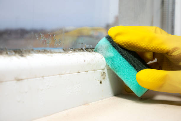 Best Emergency Mold Remediation in Mackinac Island, MI